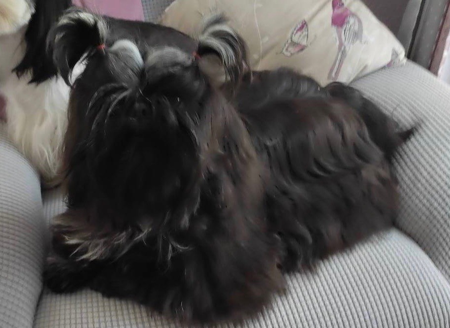 Publication : Du Royaume D'Adès Auteur : Du Clos Chadocay