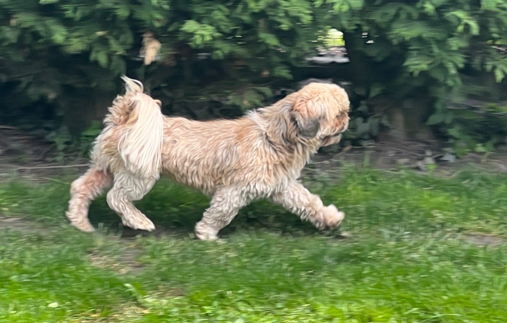 Publication : Du Royaume D'Adès Auteur : Maïa Bihan