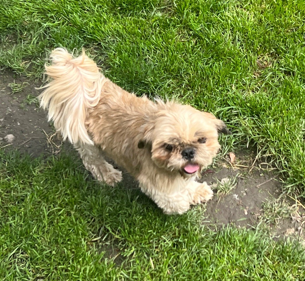 Publication : Du Royaume D'Adès Auteur : Maïa Bihan