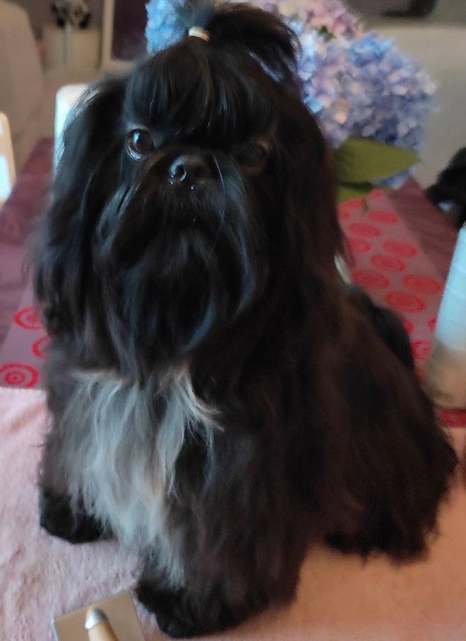 Publication : Du Royaume D'Adès Auteur : Du Clos Chadocay