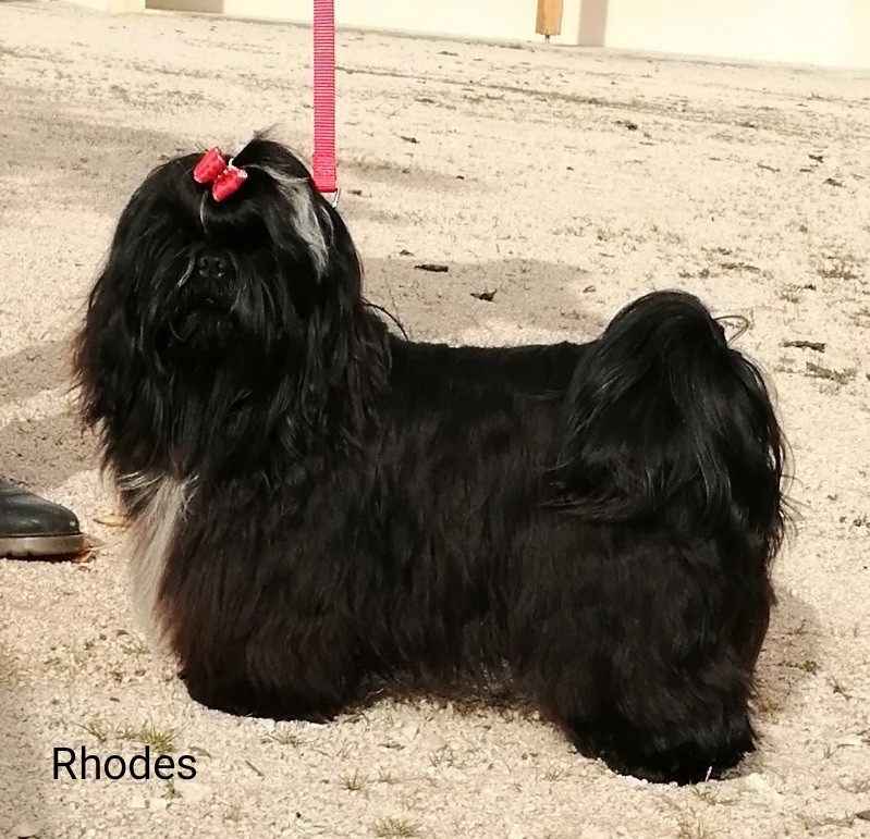 Publication : Du Royaume D'Adès Auteur : Du Clos Chadocay