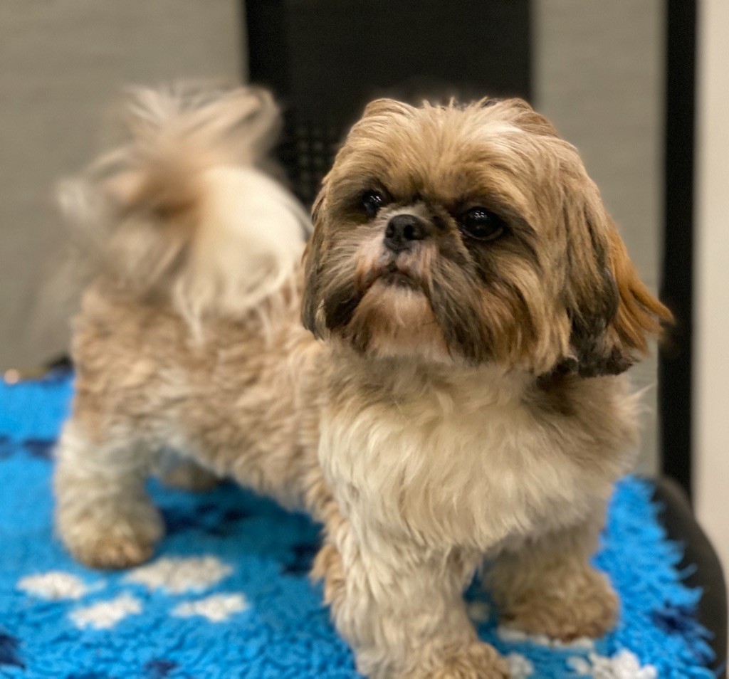 Publication : Du Royaume D'Adès Auteur : Maïa Bihan