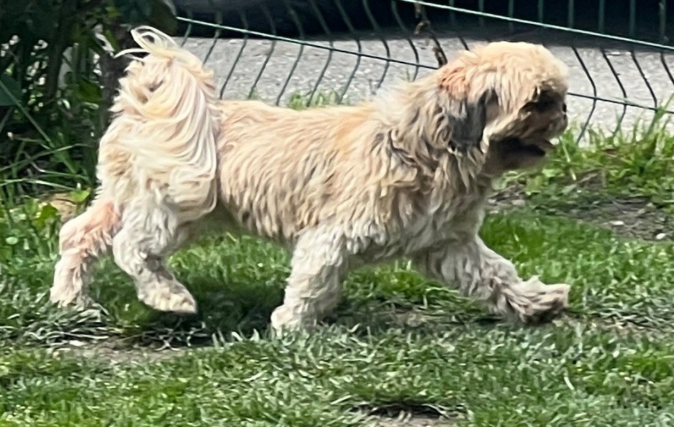 Publication : Du Royaume D'Adès Auteur : Maïa Bihan