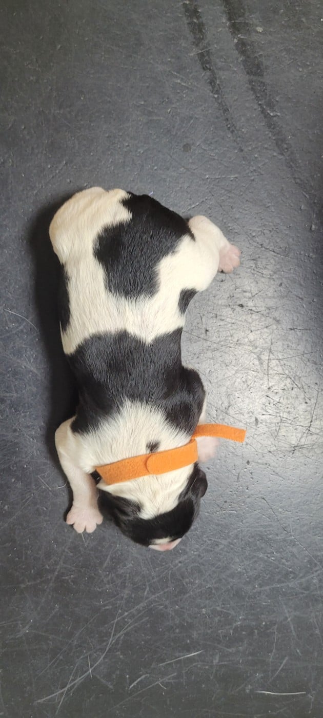 Chiot N°1 - Epagneul Breton