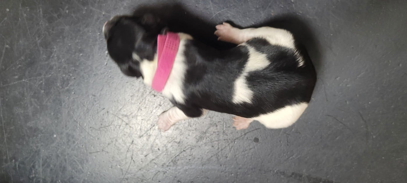 Chiot N°2 - Epagneul Breton