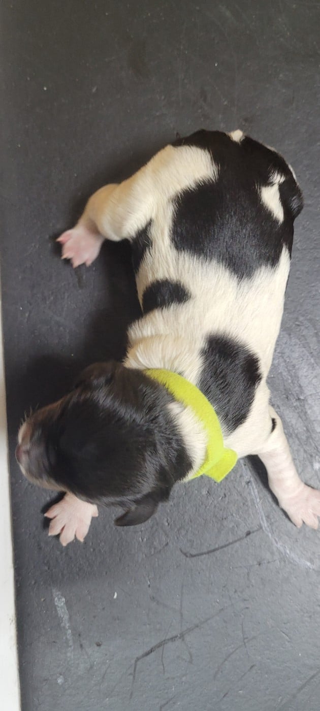 Chiot N°3 - Epagneul Breton