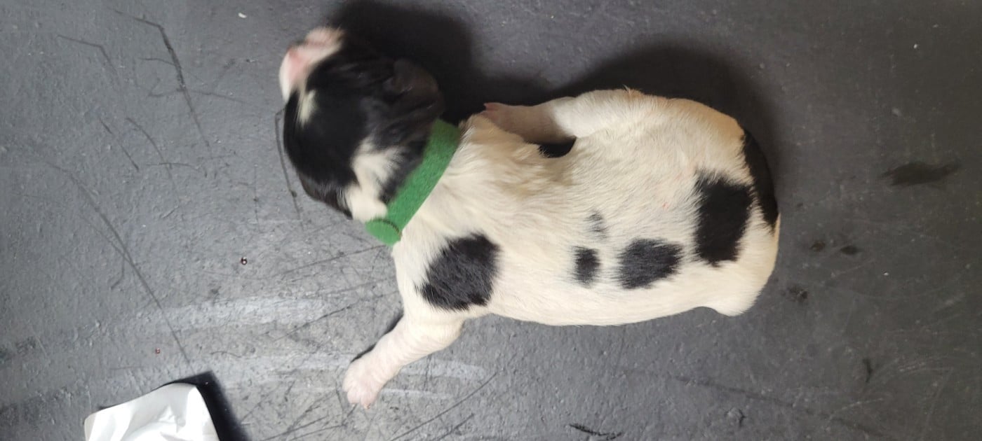 Chiot N°4 - Epagneul Breton