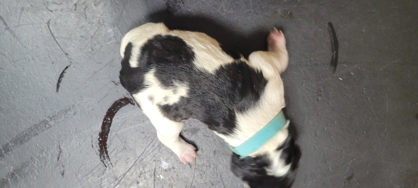 Chiot N°5 - Epagneul Breton