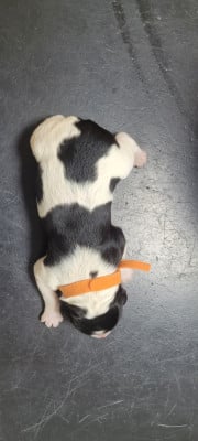 Chiot N°1 - Epagneul Breton