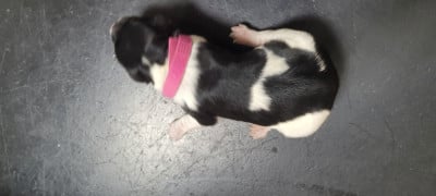 Chiot N°2 - Epagneul Breton