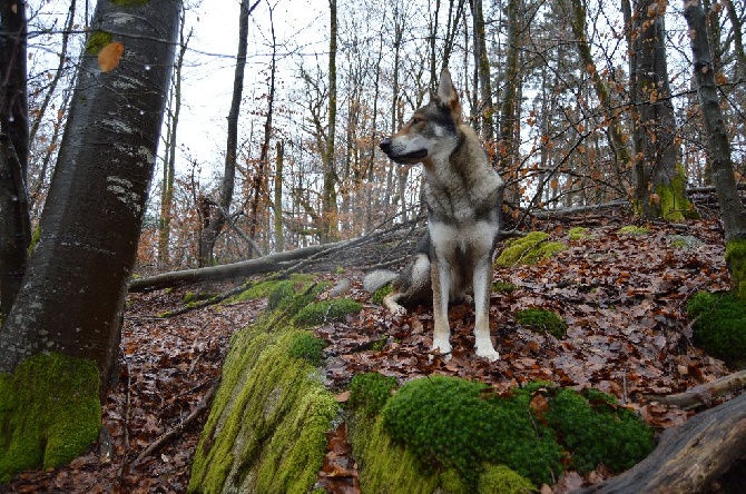 Accueil Elevage De Lequinox Des Bois Noirs Eleveur De