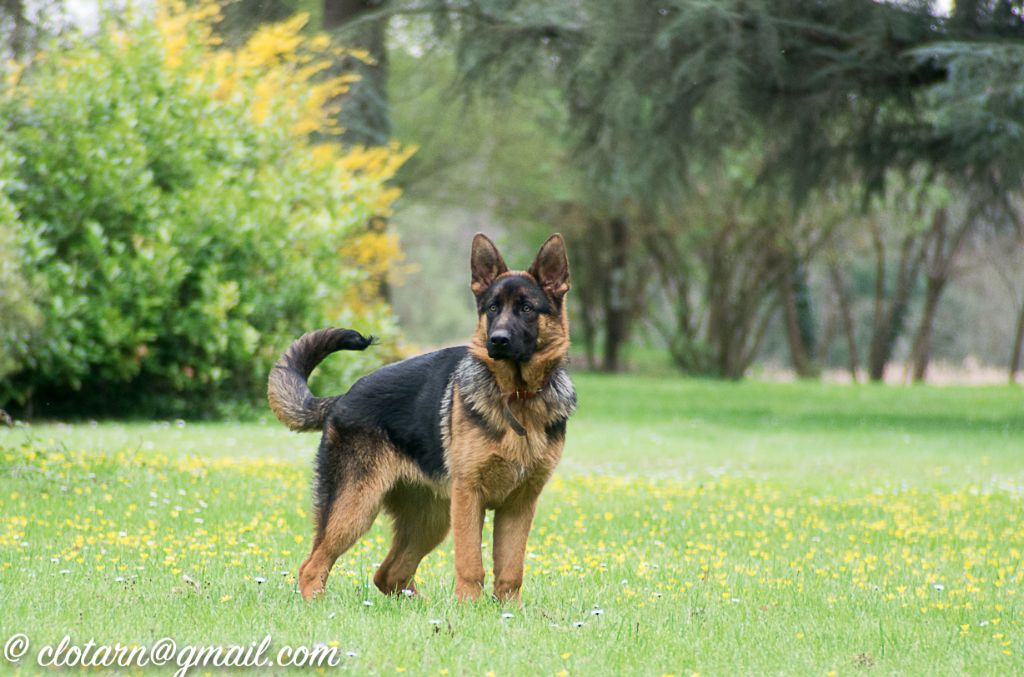 Accueil Elevage des Grandes Voies eleveur de chiens Berger allemand