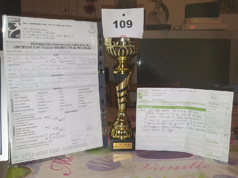 Iolite des perles noires - 1er Excellent Jeune femelle