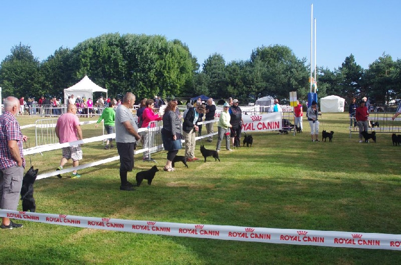 Iolite des perles noires - Lice Recommandée