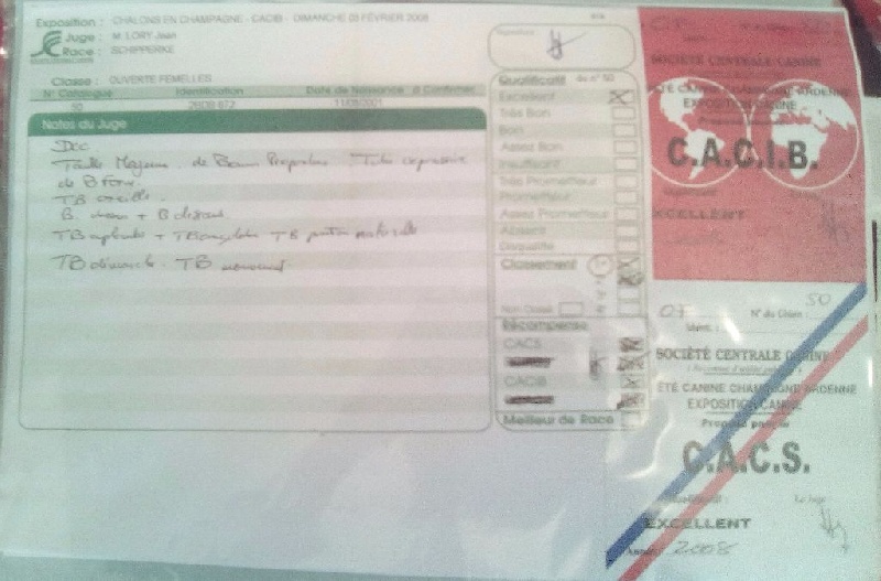 Salsa dite sokett Du Ribaudeau - CACIB - CACS