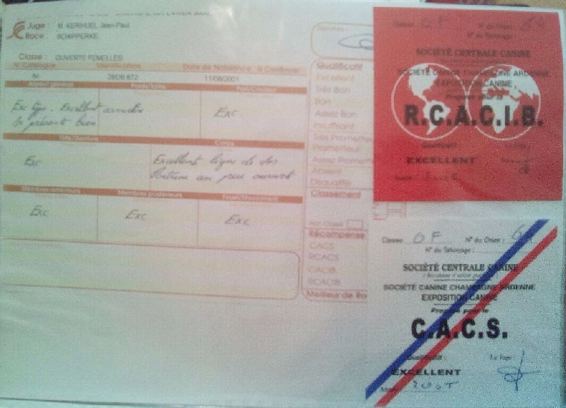 Salsa dite sokett Du Ribaudeau - CACS - RCACIB