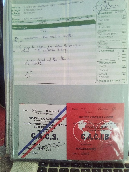 Salsa dite sokett Du Ribaudeau - CACS - CACIB