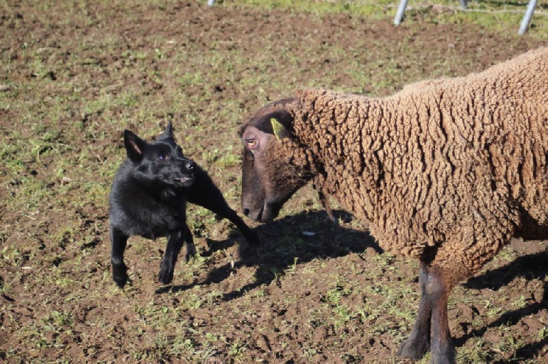 Iolite des perles noires - CANT