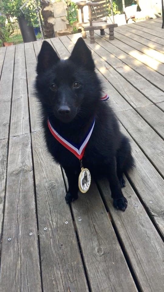 Mistral dit madoff des Grandes Voies - Meilleur Puppy Schipperke