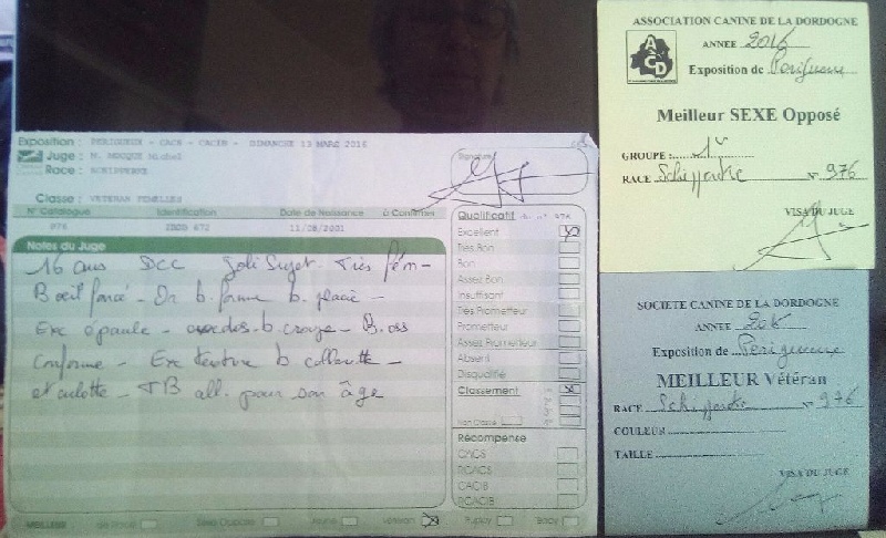 Salsa dite sokett Du Ribaudeau - Meilleur vétéran - Meilleur Sexe Opposé