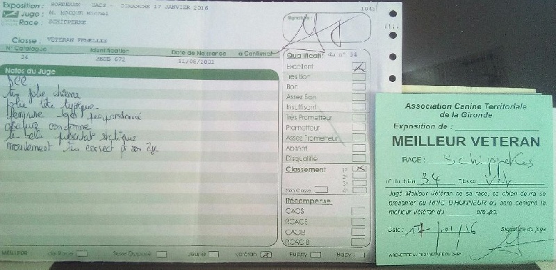 Salsa dite sokett Du Ribaudeau - Meilleur Vétéran. 1er Excellent