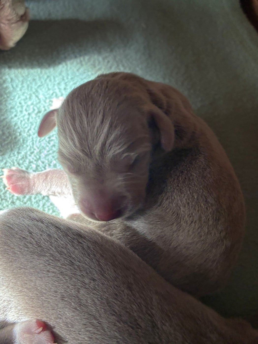 CHIOT 4 - Braque de Weimar