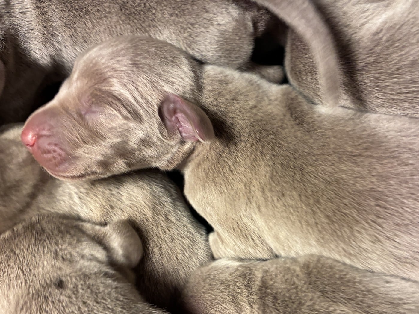 CHIOT 3 - Braque de Weimar