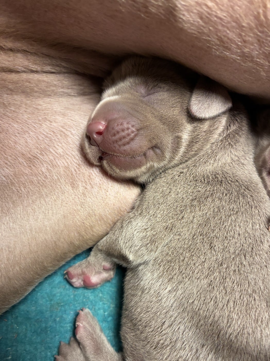 CHIOT 10 - Braque de Weimar