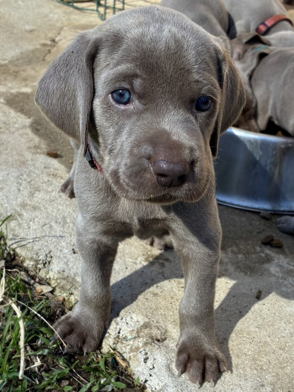 CHIOT 1 - Braque de Weimar
