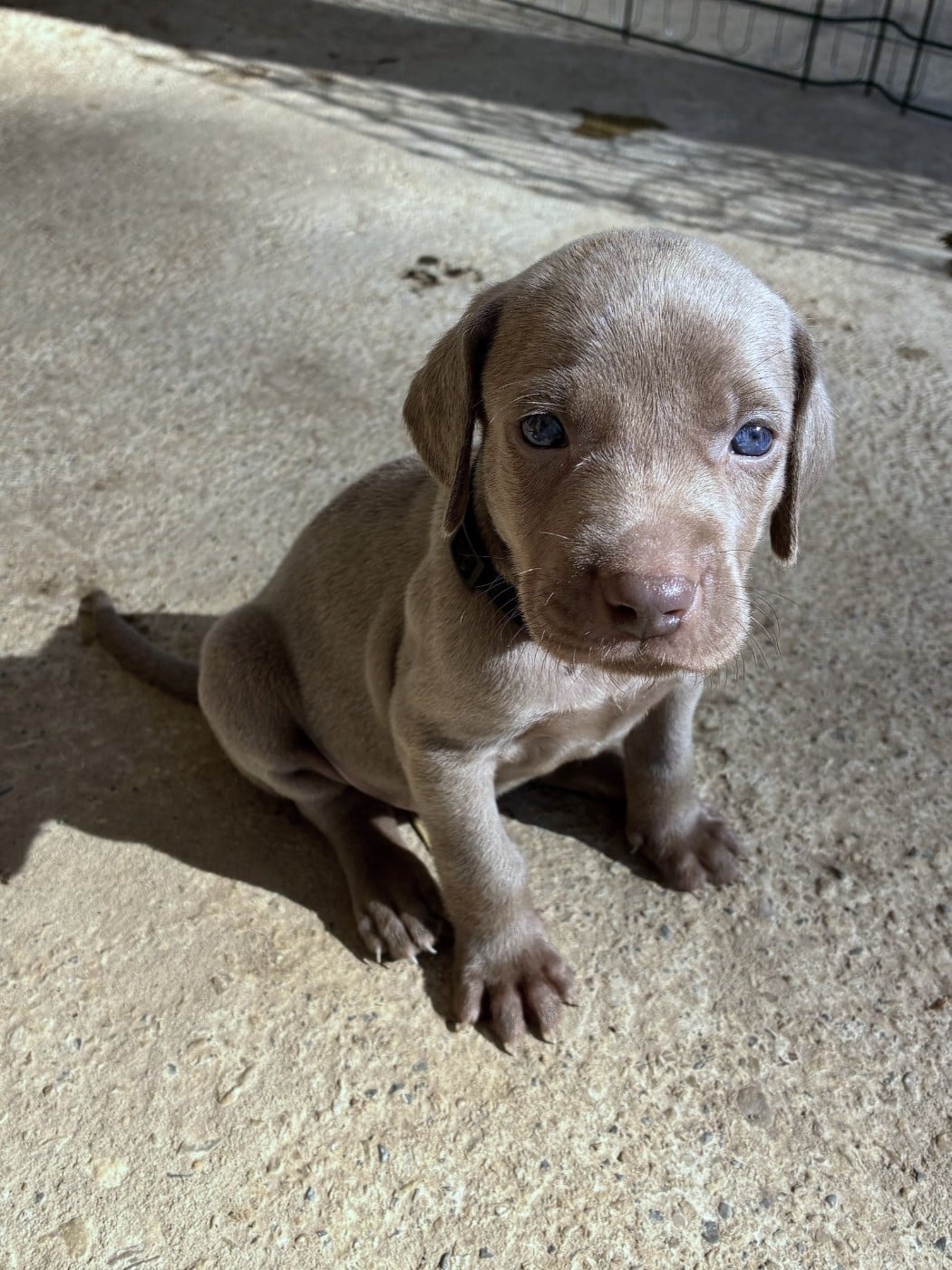 CHIOT 5 - Braque de Weimar