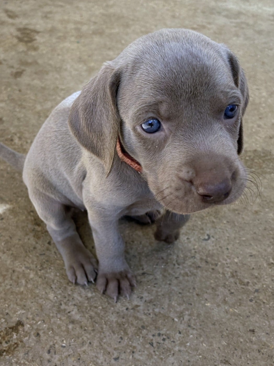 CHIOT 4 - Braque de Weimar