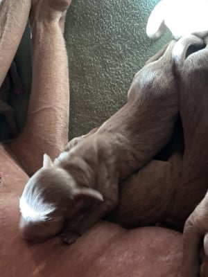 Les chiots de Braque de Weimar