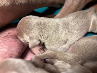 Les chiots de Braque de Weimar