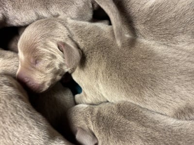 Les chiots de Braque de Weimar