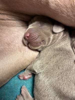 Les chiots de Braque de Weimar