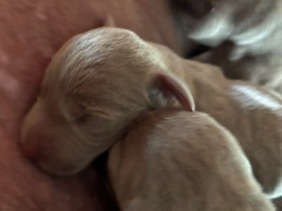 Les chiots de Braque de Weimar