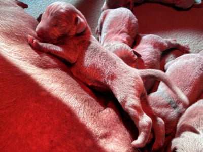 Les chiots de Braque de Weimar