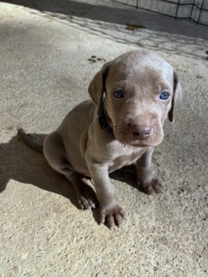Les chiots de Braque de Weimar