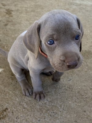 Les chiots de Braque de Weimar