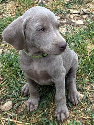 Les chiots de Braque de Weimar