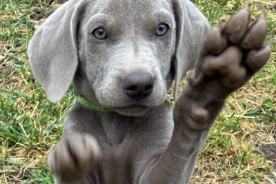 Les chiots de Braque de Weimar