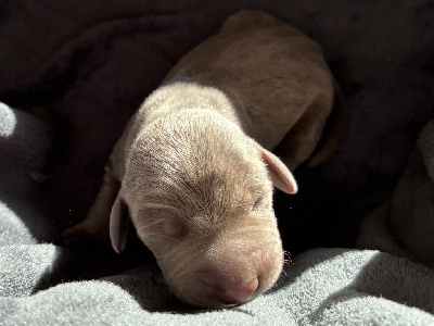 Les chiots de Braque de Weimar