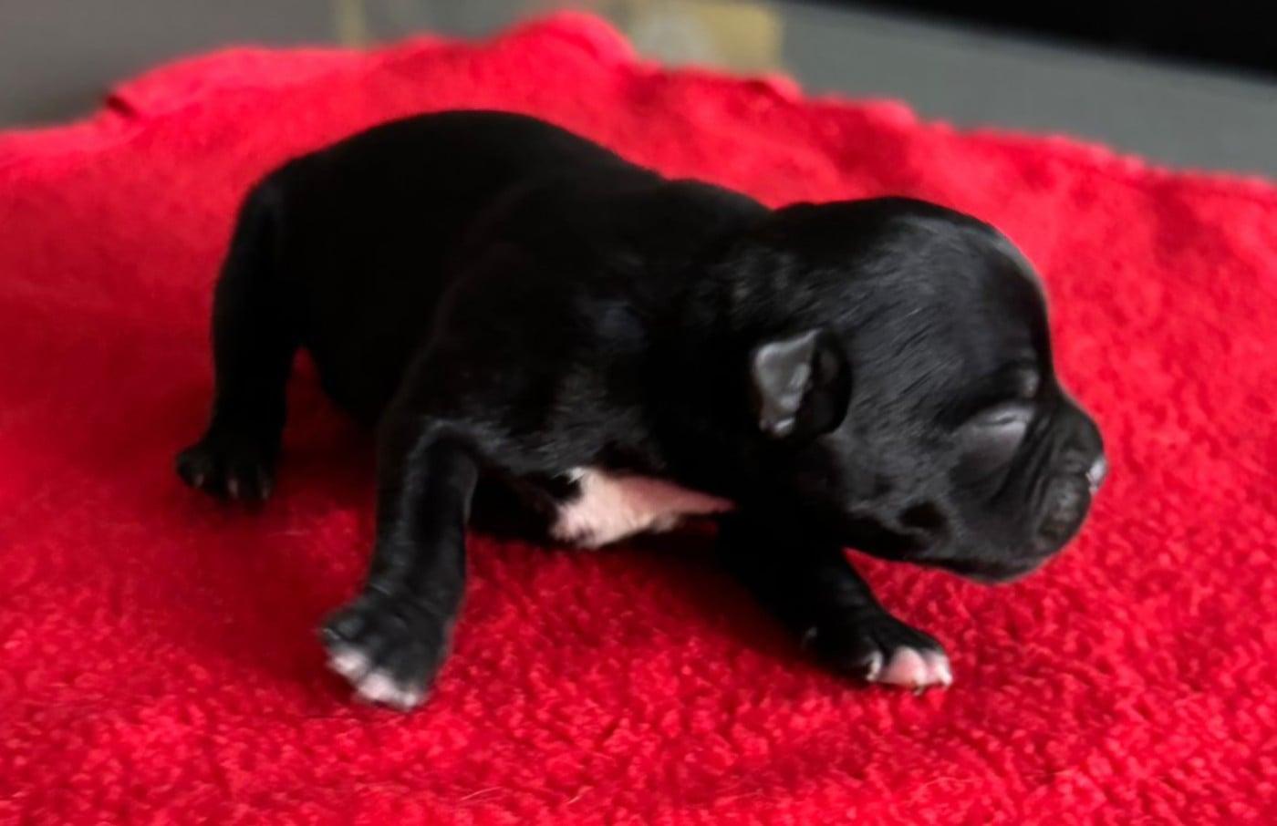 B...... - Staffordshire Bull Terrier