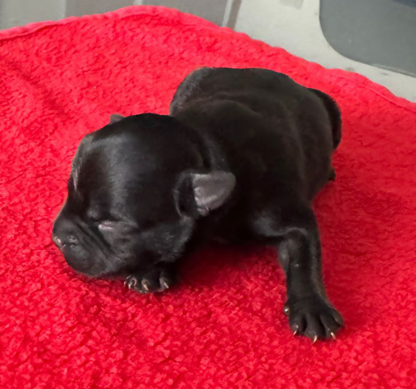 B..... - Staffordshire Bull Terrier