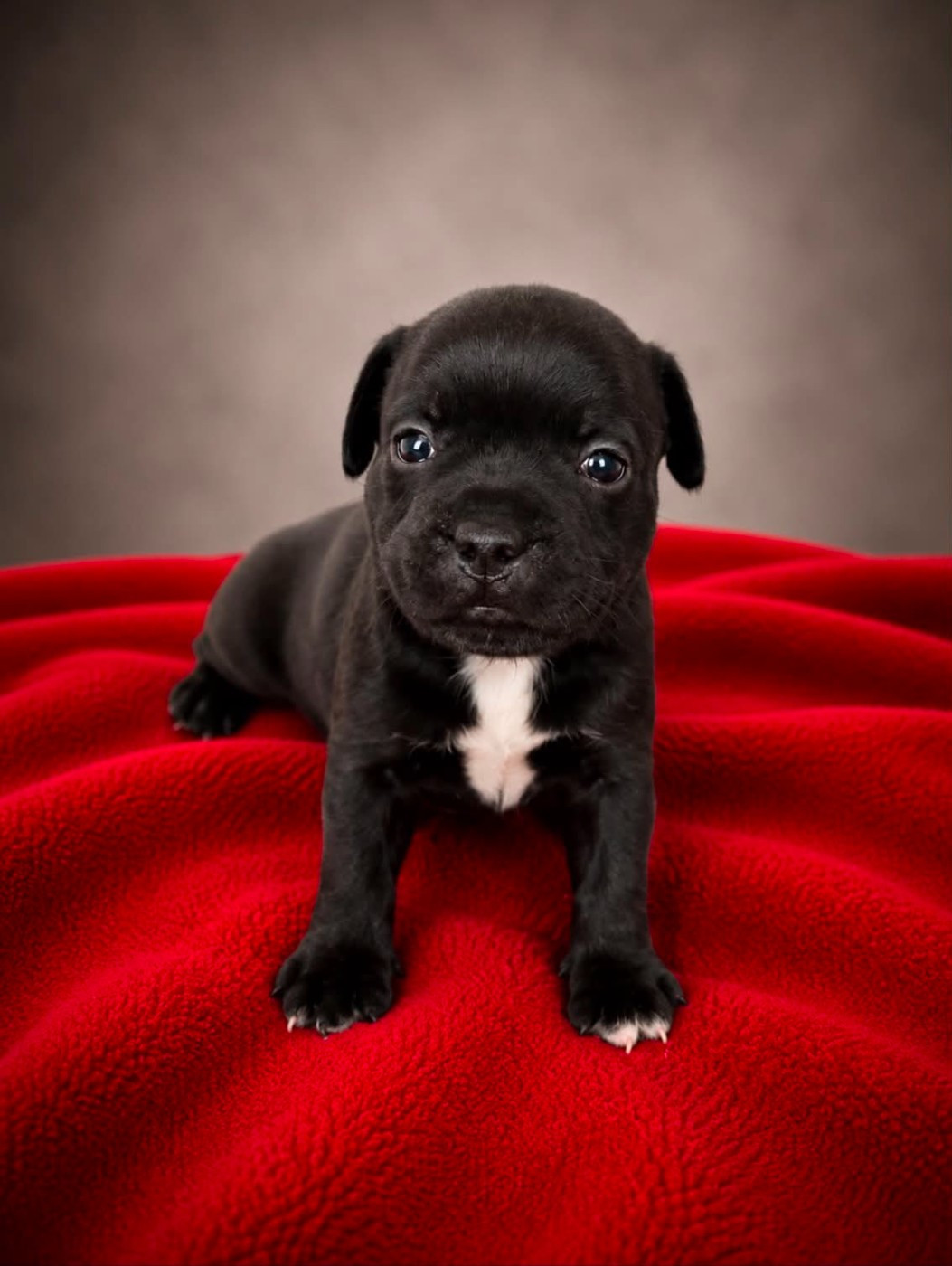 Baxter