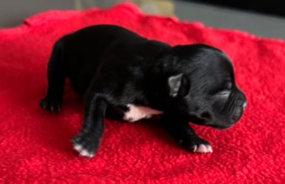 Les chiots de Staffordshire Bull Terrier