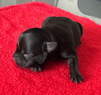 Les chiots de Staffordshire Bull Terrier