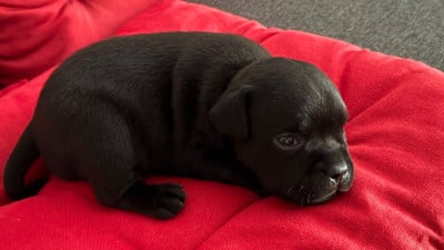 Les chiots de Staffordshire Bull Terrier