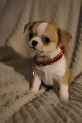 Les chiots de Chihuahua