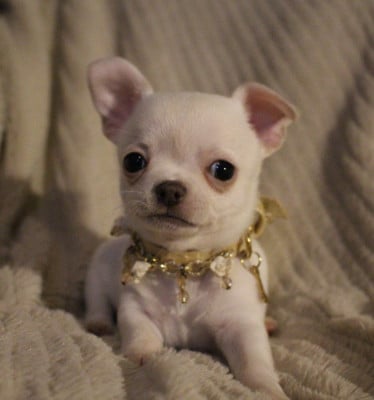 Les chiots de Chihuahua